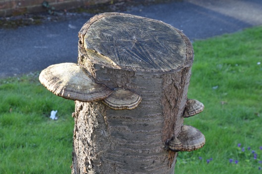 Tree stump and funghi, Pixham Lane, Dorking, Mar-2017 (3)